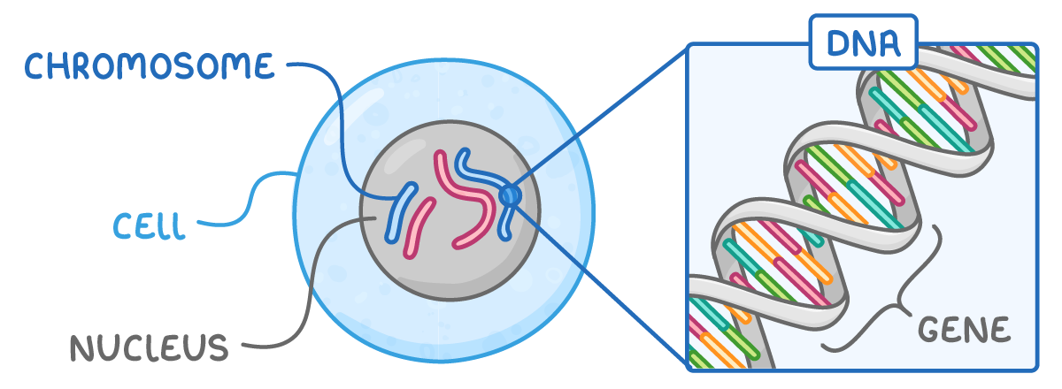 A round cell with a nucleus holding four curved chromosomes, labelled cell, nucleus and chromosome; one chromosome is enlarged into a coiled double helix labelled DNA with a short section marked gene.