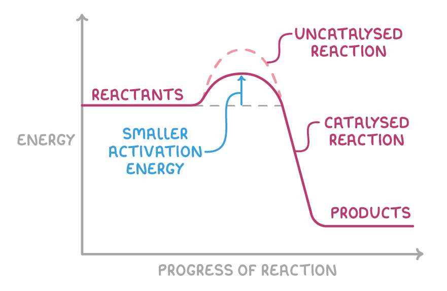 Energy plotted against progress of reaction: a solid catalysed reaction hump sits beneath a taller dashed uncatalysed one, both running from reactants to lower products, with an arrow labelled smaller activation energy.