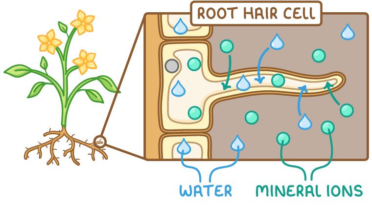 A flowering plant with a zoomed view of its root, showing a root hair cell reaching out into the soil, blue droplets labelled water and green circles labelled mineral ions arrowed into it.