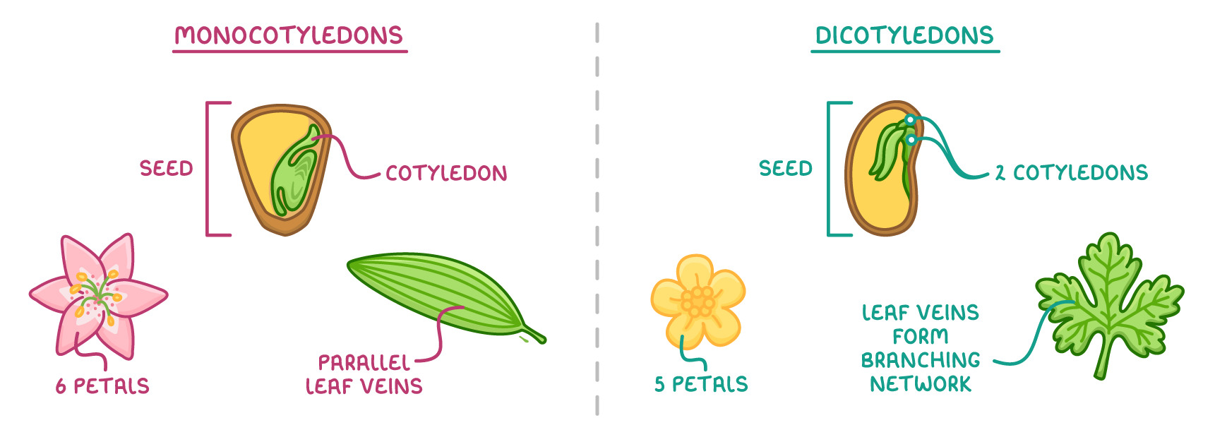 Monocotyledons: a seed labelled cotyledon, a pink flower with 6 petals, a leaf with parallel leaf veins; dicotyledons: a seed with 2 cotyledons, a yellow flower with 5 petals, a leaf with branching veins.