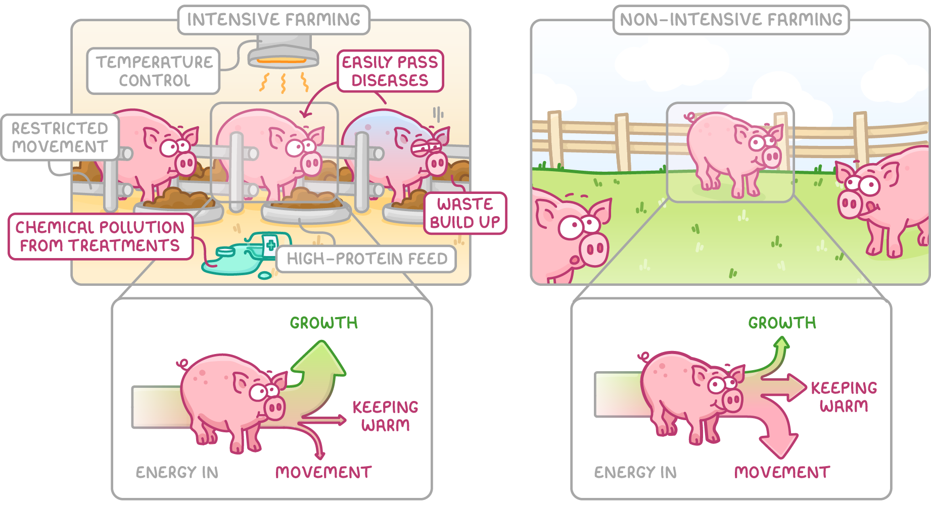 Pigs indoors labelled intensive farming, temperature control, restricted movement, high-protein feed, easily pass diseases, waste build up and chemical pollution from treatments, beside pigs in a field labelled non-intensive farming, with energy arrows below.