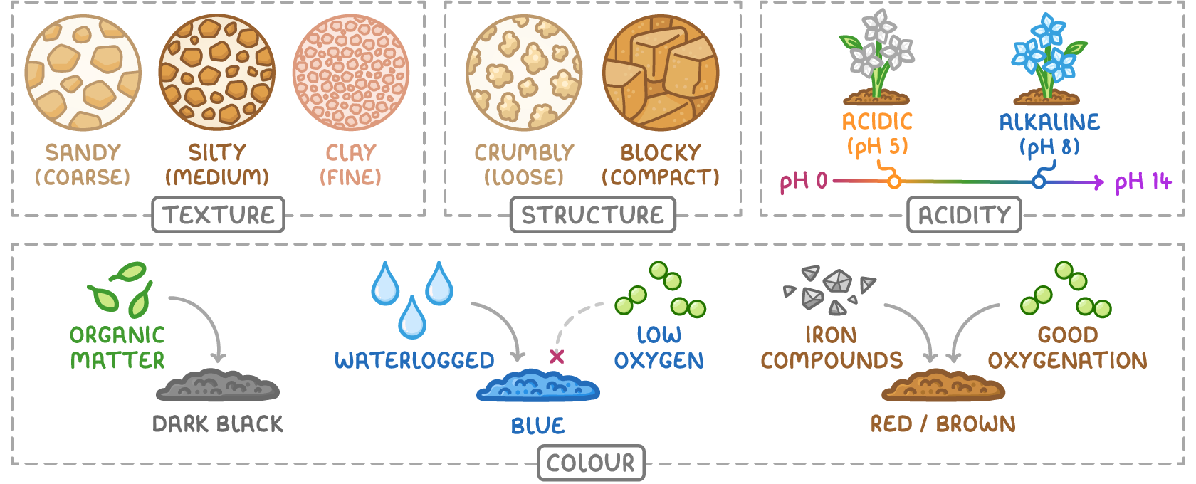 Four soil characteristics. Texture: sandy soil has coarse particles, silty soil medium and clay soil fine. Structure: crumbly soil is loose and blocky soil is compact. Acidity: a pH scale from 0 to 14, with acidic soil at pH 5 and alkaline soil at pH 8, each with a different plant growing. Colour: organic matter makes soil dark black, waterlogged soil with low oxygen is blue, and iron compounds with good oxygenation make soil red or brown.