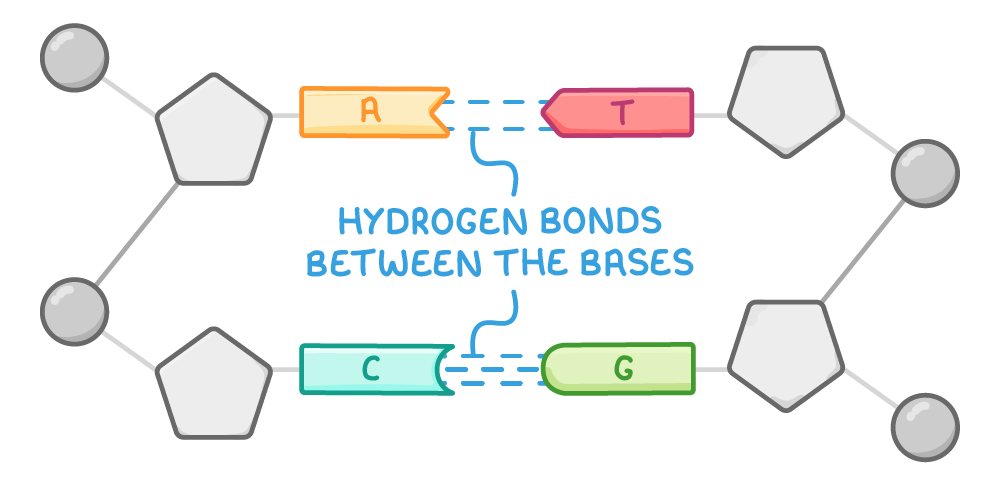 Two short sections of backbone facing each other, circles and pentagons at the outside, with base A opposite T and C opposite G, joined by blue dashed lines labelled hydrogen bonds between the bases.
