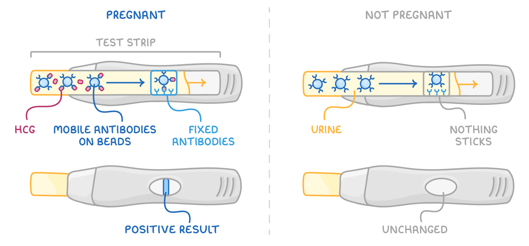 Two pregnancy sticks side by side, labelled pregnant and not pregnant, each cut away above its result window, with labels HCG, mobile antibodies on beads, fixed antibodies, urine, nothing sticks, positive result and unchanged.