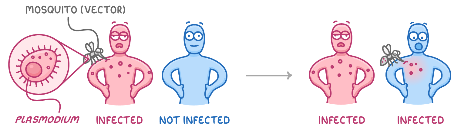 A mosquito labelled mosquito (vector) bites a pink figure labelled infected, with a close-up of Plasmodium, then bites a blue figure labelled not infected, which becomes infected too.
