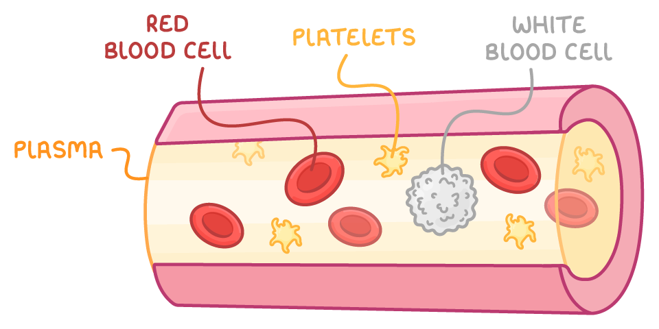 A cut-open blood vessel with pale yellow fluid labelled plasma carrying red blood cells, star-shaped platelets and a white blood cell, each labelled.
