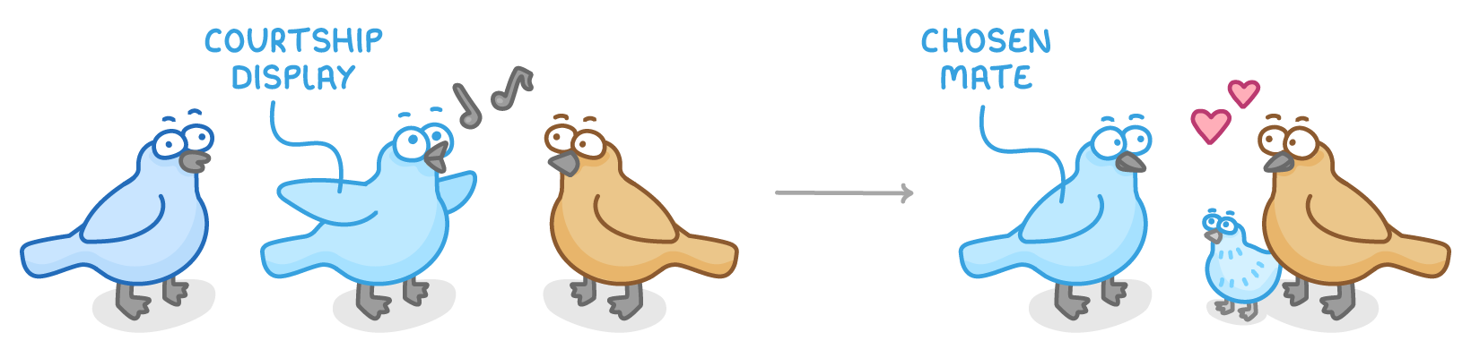 Three birds: a blue bird, another blue bird with wings spread and music notes labelled courtship display, and a brown bird; an arrow leads to the chosen mate pair with hearts and a chick.