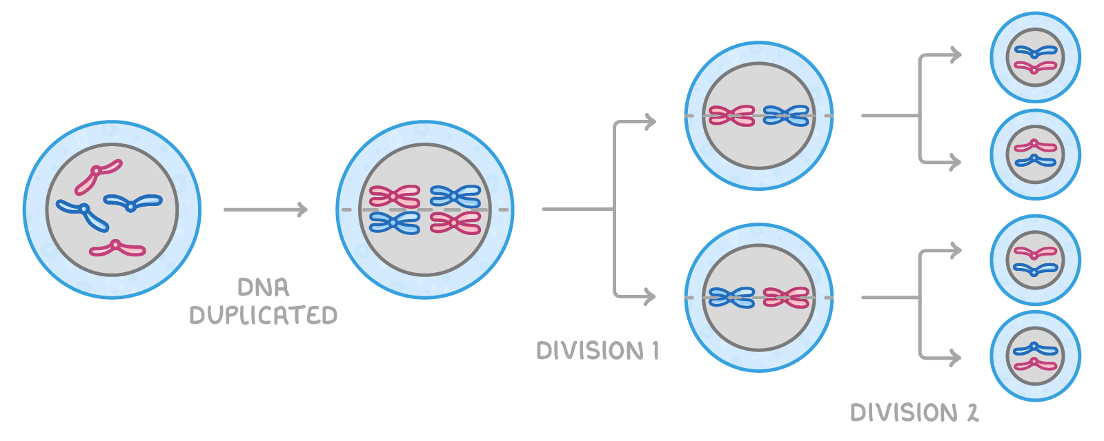 One cell with four chromosomes, an arrow labelled DNA duplicated leading to X-shaped chromosomes at the centre, then division 1 giving two cells and division 2 giving four small cells with two chromosomes each.