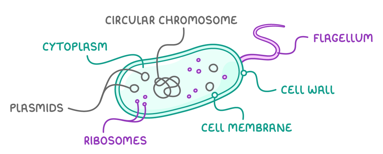 A rod-shaped bacterial cell with a long purple thread at one end, labelled cytoplasm, circular chromosome, plasmids, ribosomes, cell membrane, cell wall and flagellum.