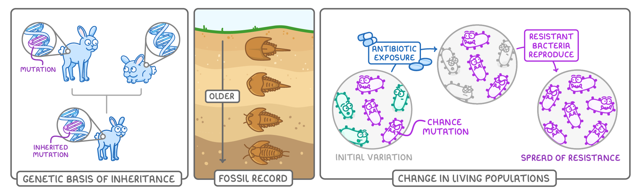 Three panels: genetic basis of inheritance, rabbits with DNA close-ups marked mutation and inherited mutation; fossil record, fossils in rock layers beside an arrow marked older; change in living populations, bacteria surviving antibiotic exposure.