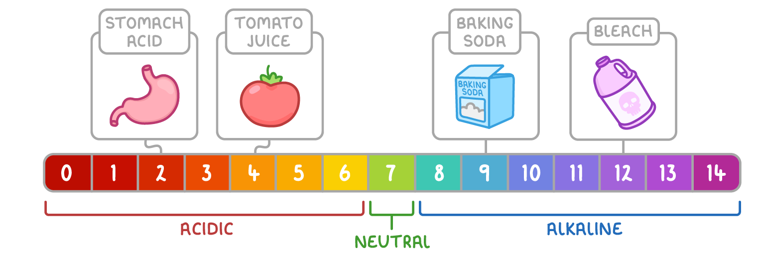 A pH scale from 0 to 14 shading from red through green to purple, bracketed as acidic, neutral, and alkaline, with pictures of stomach acid, tomato juice, baking soda, and bleach above their values.
