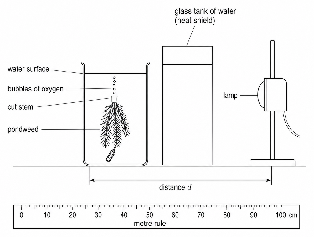 A beaker of pondweed giving off bubbles of oxygen, a glass tank of water (heat shield) beside it, and a lamp on a stand, with distance d arrowed and a metre rule below.