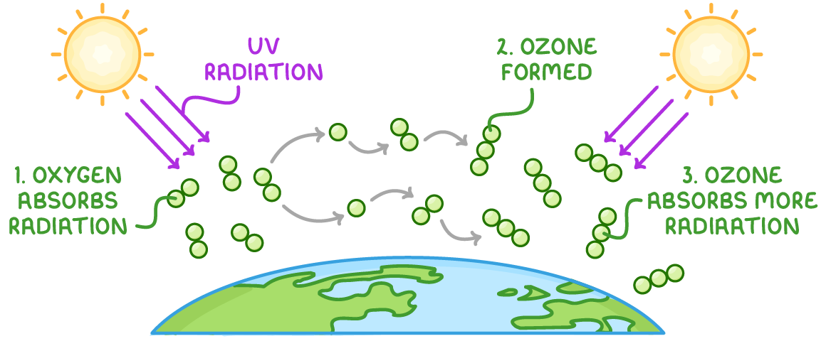 Purple arrows labelled UV radiation fall from two suns onto a curved Earth, where pairs of green circles become groups of three, labelled oxygen absorbs radiation, ozone formed, and ozone absorbs more radiation.