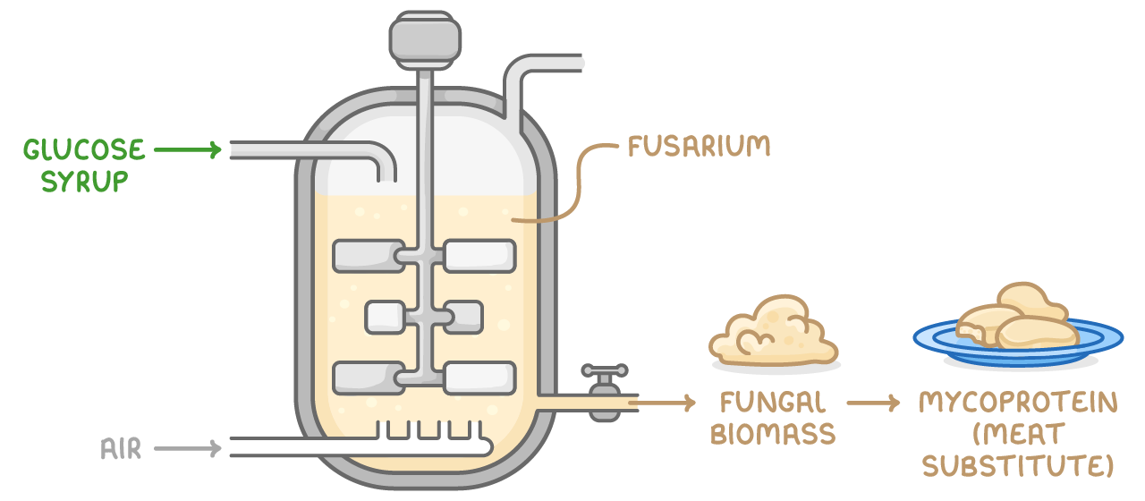 A fermenter of pale culture medium labelled glucose syrup, air and Fusarium, with its tap feeding an arrow to fungal biomass and then a plate of mycoprotein, a meat substitute.