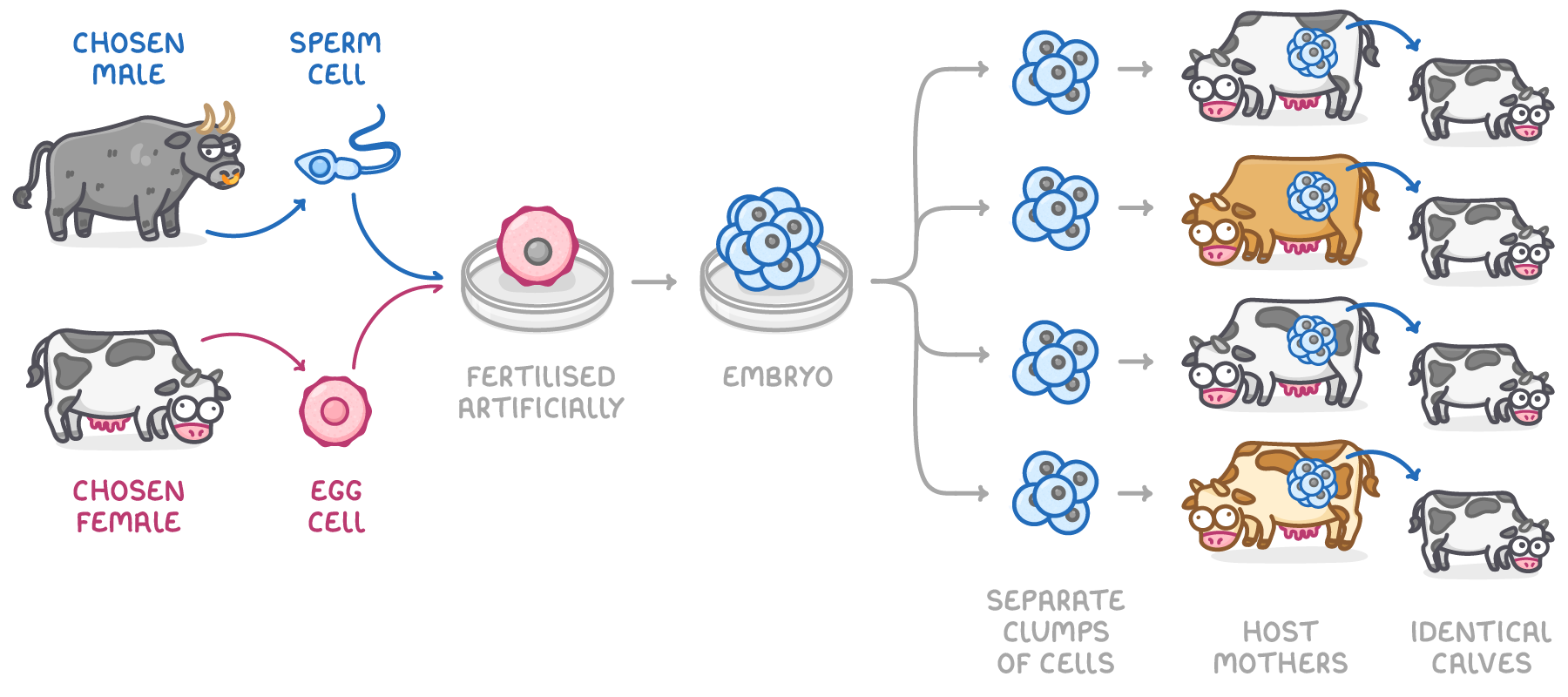 A bull and cow supply a sperm cell and egg cell, fertilised artificially in a dish; the embryo splits into four clumps of cells, each implanted in a host mother that bears identical calves.