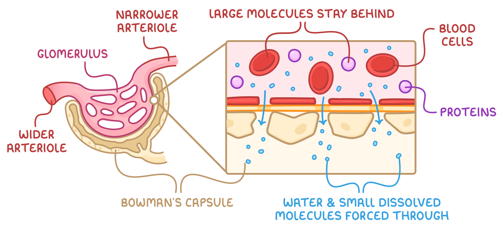 The glomerulus sitting in the Bowman's capsule with wider arteriole and narrower arteriole labelled, and a zoomed box where water and small dissolved molecules are forced through while blood cells and proteins stay behind.