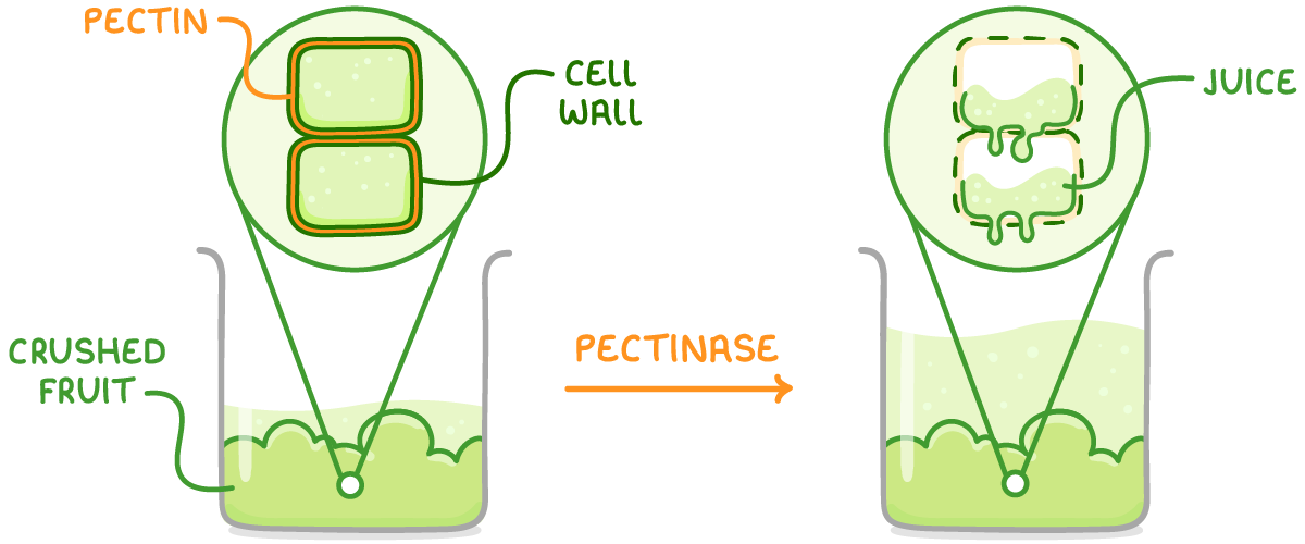 Two beakers of crushed fruit with an arrow labelled pectinase between them; the first magnifies cells with labels pectin and cell wall, the second shows the walls broken and juice released.