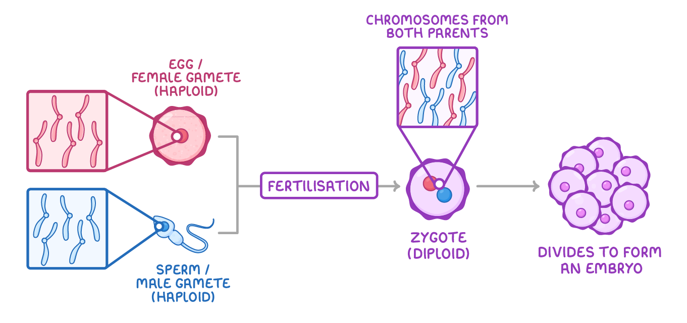 An egg and a sperm, each labelled haploid with a close-up of its chromosomes, fuse at fertilisation into a zygote labelled diploid holding chromosomes from both parents, which then divides to form an embryo.