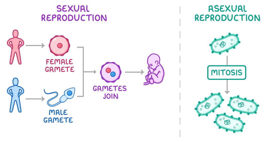 Two panels: under sexual reproduction, female and male figures make gametes that join to form a developing offspring; under asexual reproduction, one bacterium divides by mitosis into three identical cells.