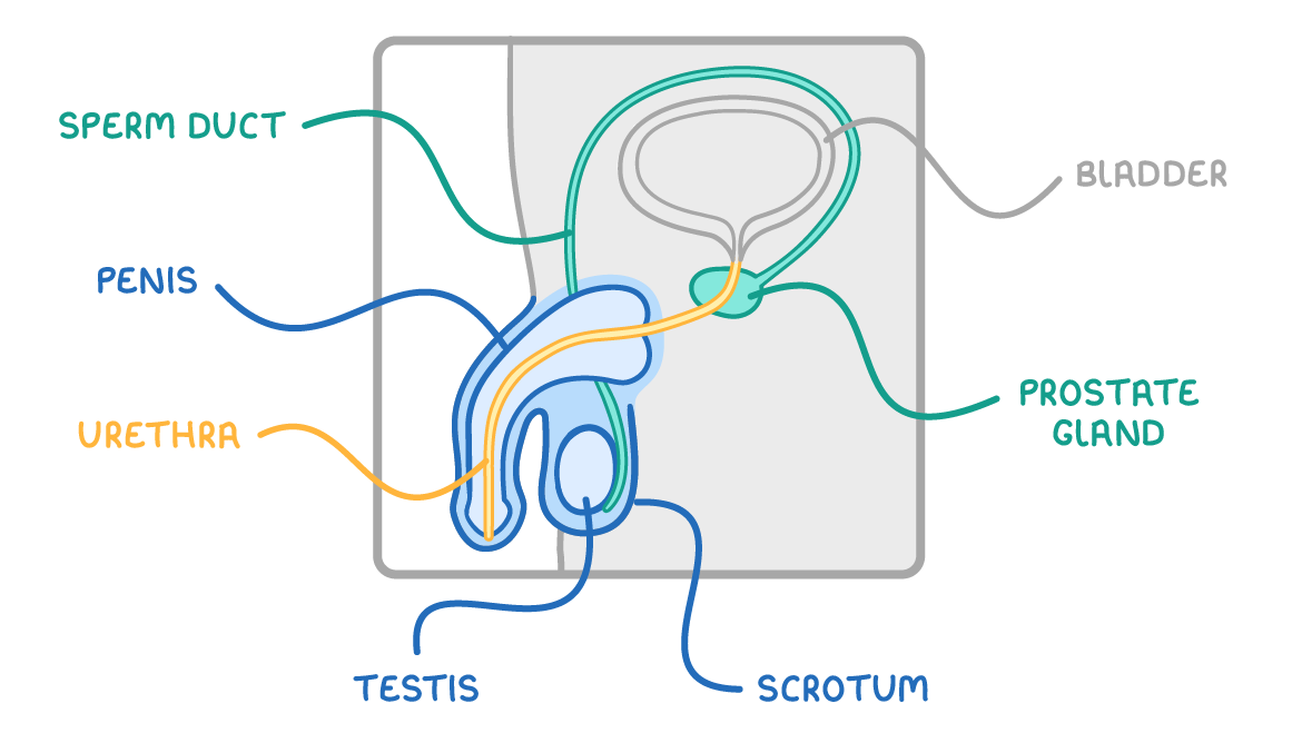 A side view of the male reproductive system with the sperm duct, penis, urethra, testis, scrotum, prostate gland and bladder labelled, the urethra traced in yellow from the bladder through the penis.