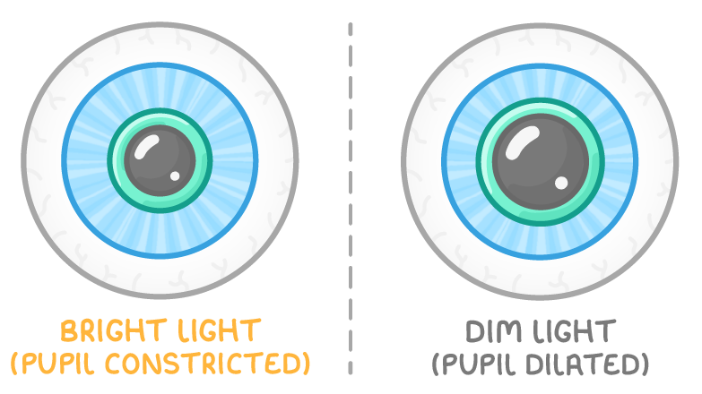 Two front views of an eye either side of a dashed line, labelled bright light (pupil constricted) with a small dark pupil and dim light (pupil dilated) with a much wider one.