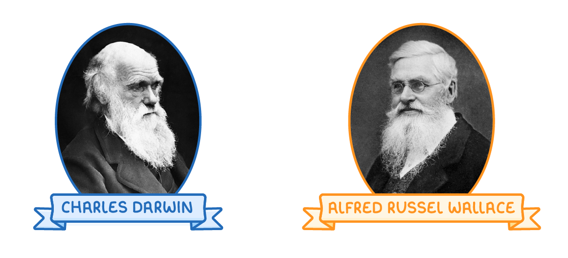 Two oval black-and-white portraits of bearded Victorian men side by side, each above a ribbon banner, labelled Charles Darwin on the left and Alfred Russel Wallace on the right.