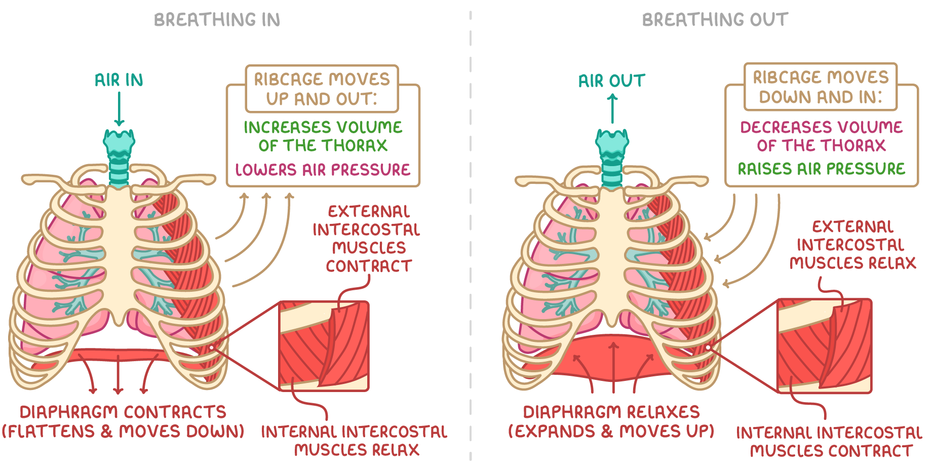 Two ribcage and lung diagrams headed breathing in and breathing out, each with an air arrow, the diaphragm flattened or domed, and labels for the external and internal intercostal muscles contracting or relaxing.