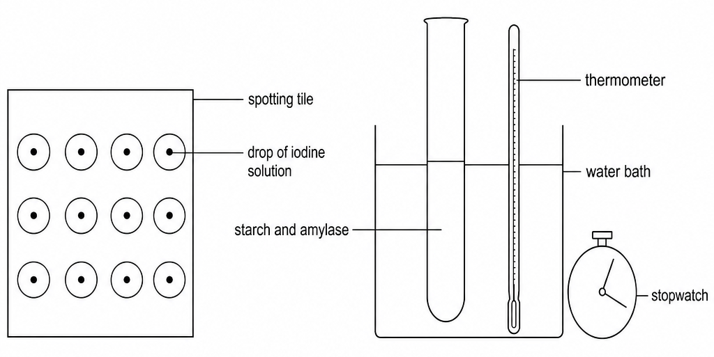A spotting tile with a drop of iodine solution in each well, beside a water bath holding a tube of starch and amylase, a thermometer and a stopwatch.