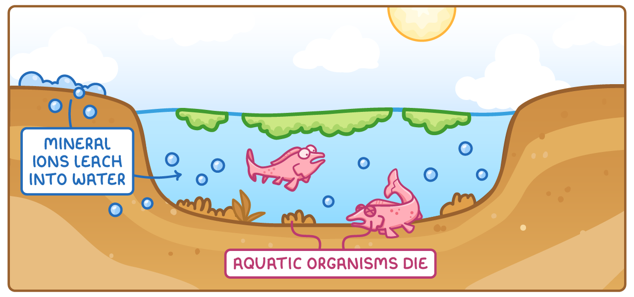 A river cut through soil, with blue mineral ions washing down the bank into the water, labelled mineral ions leach into water, and two limp pink fish labelled aquatic organisms die.