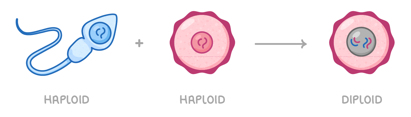 A blue sperm labelled haploid plus a pink egg labelled haploid, with an arrow to a single rounded cell labelled diploid whose grey nucleus holds four small blue and pink chromosomes.