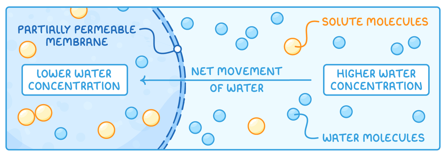 A dashed line labelled partially permeable membrane divides a side thick with solute molecules, marked lower water concentration, from one marked higher water concentration, with an arrow reading net movement of water.