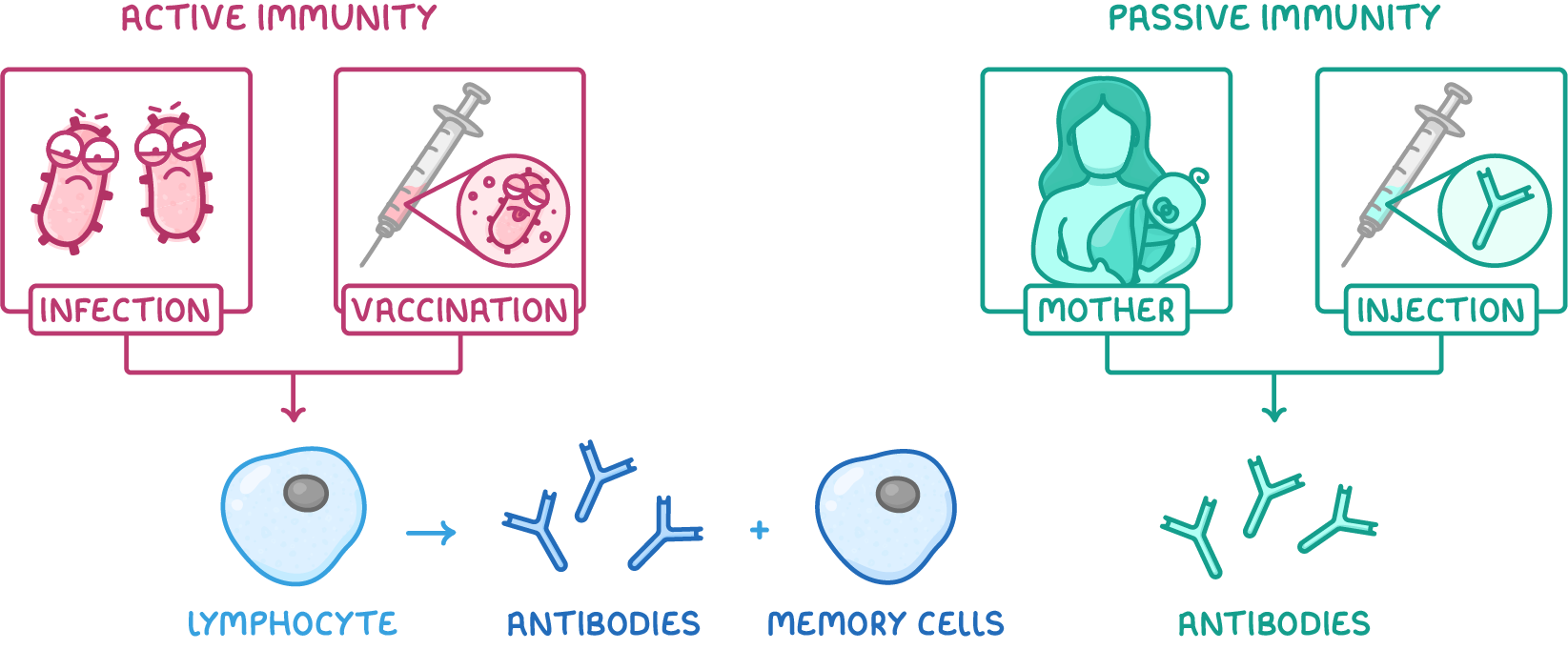 Two halves headed active immunity and passive immunity: boxes labelled infection and vaccination lead to a lymphocyte making antibodies plus memory cells, while boxes labelled mother and injection lead only to antibodies.