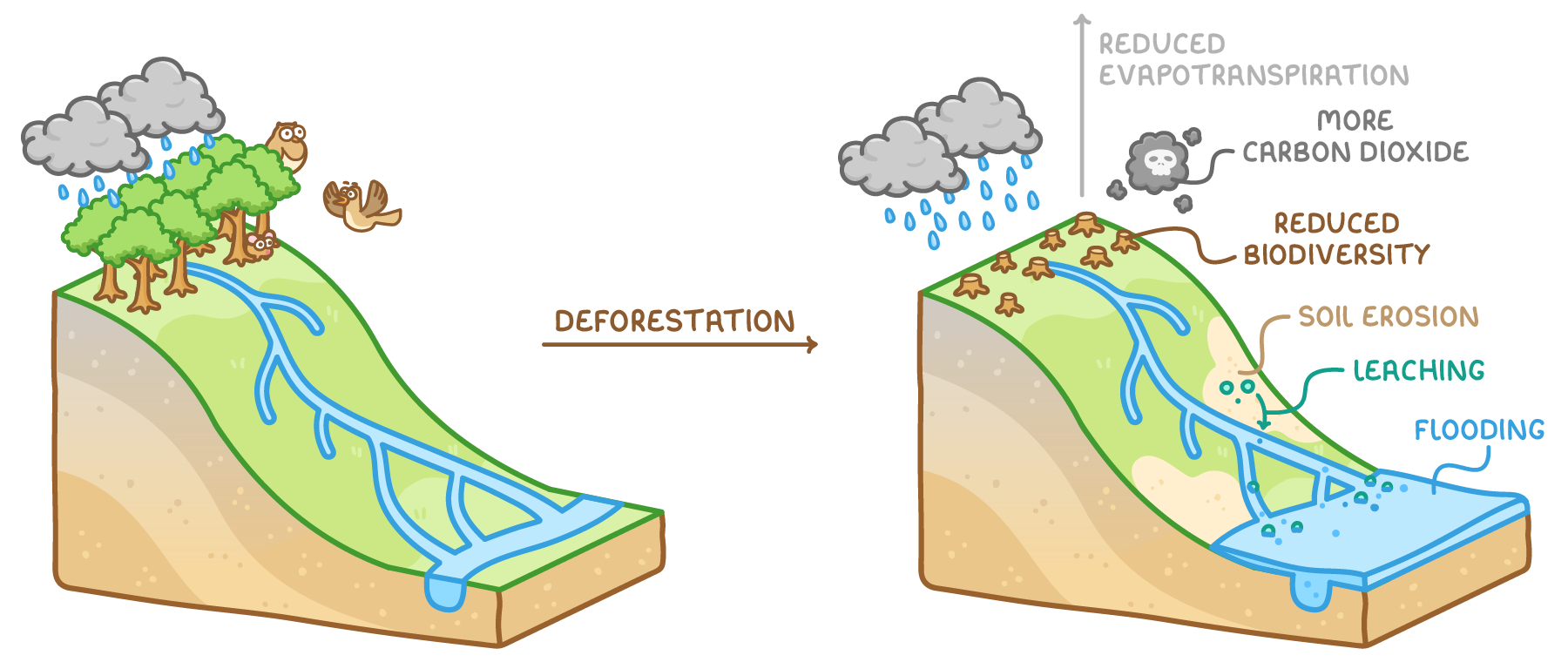 A wooded hillside with streams and animals under rain, an arrow labelled deforestation, then the same hillside with stumps and labels for reduced evapotranspiration, more carbon dioxide, reduced biodiversity, soil erosion, leaching and flooding.