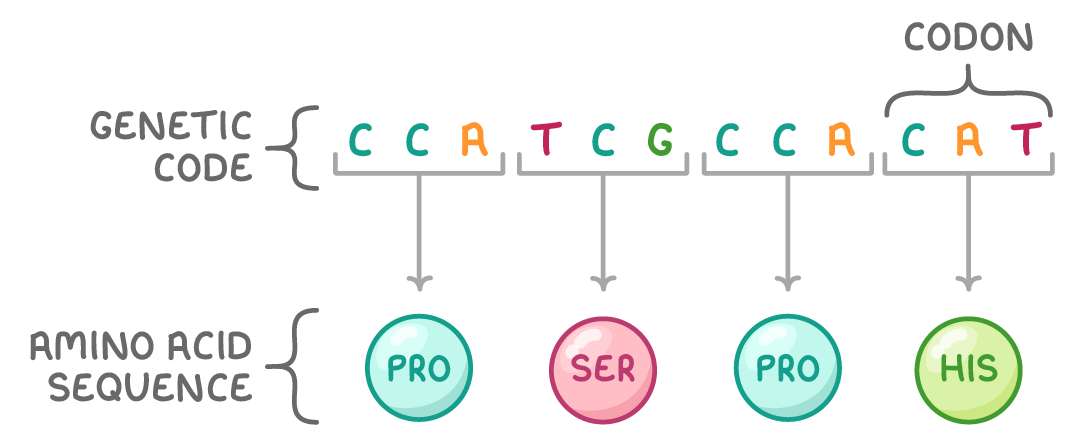 Bases in four groups of three, bracketed genetic code, one group marked codon; an arrow runs from each group down to a coloured circle reading pro, ser, pro and his, bracketed amino acid sequence.