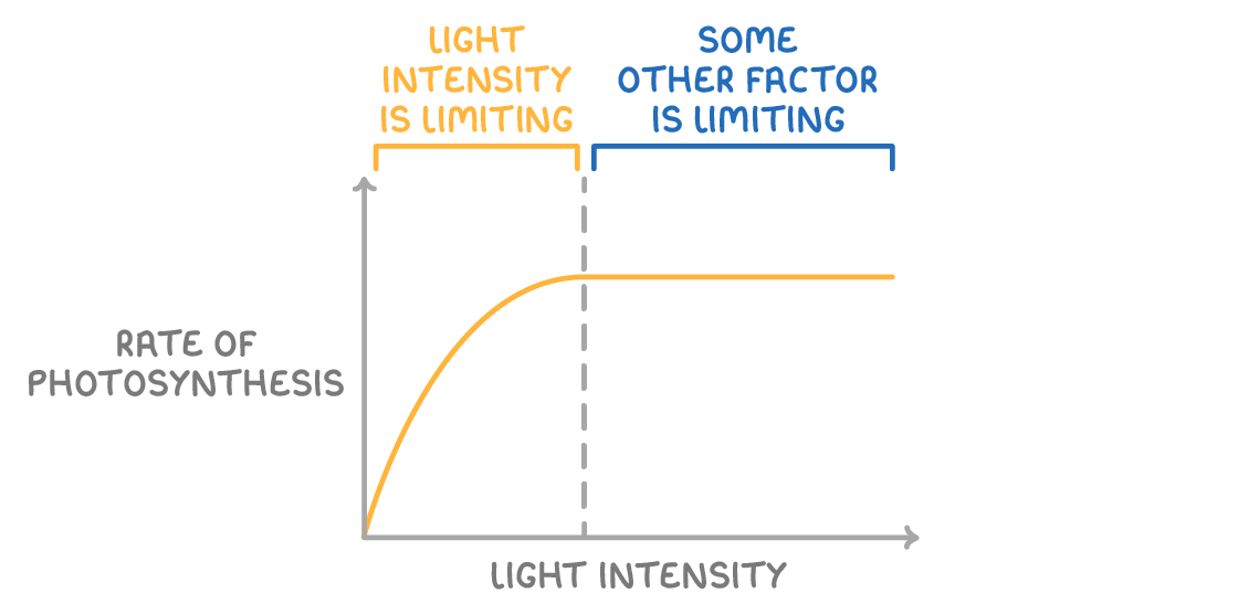 A graph of rate of photosynthesis against light intensity, one line rising then levelling off, with the rising part bracketed light intensity is limiting and the flat part some other factor is limiting.