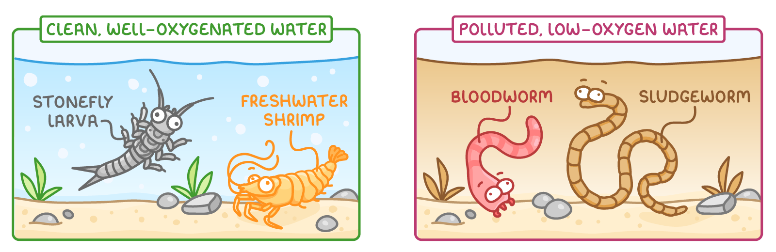 Two tanks side by side: one labelled clean, well-oxygenated water holding a stonefly larva and a freshwater shrimp, the other labelled polluted, low-oxygen water holding a bloodworm and a sludgeworm.