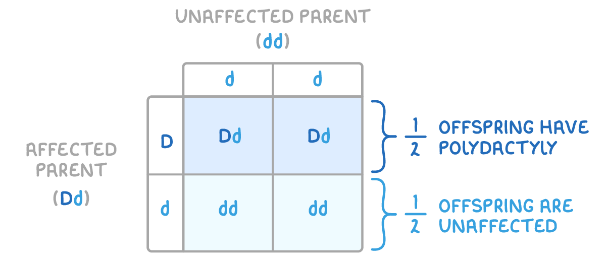 A two-by-two Punnett square headed affected parent (Dd) and unaffected parent (dd), with cells Dd, Dd, dd and dd bracketed as 1/2 offspring have polydactyly and 1/2 offspring are unaffected.