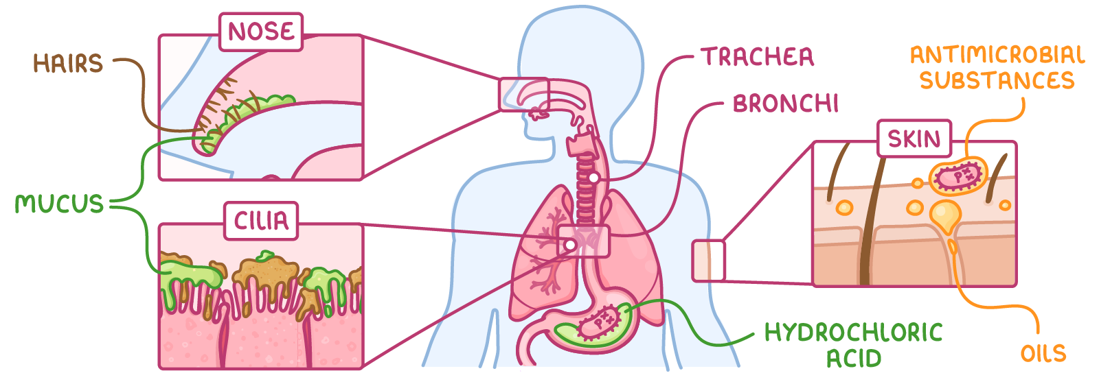 A human outline with the airways, lungs and stomach drawn in, and close-ups of the nose, cilia and skin, labelled hairs, mucus, trachea, bronchi, hydrochloric acid, antimicrobial substances and oils.