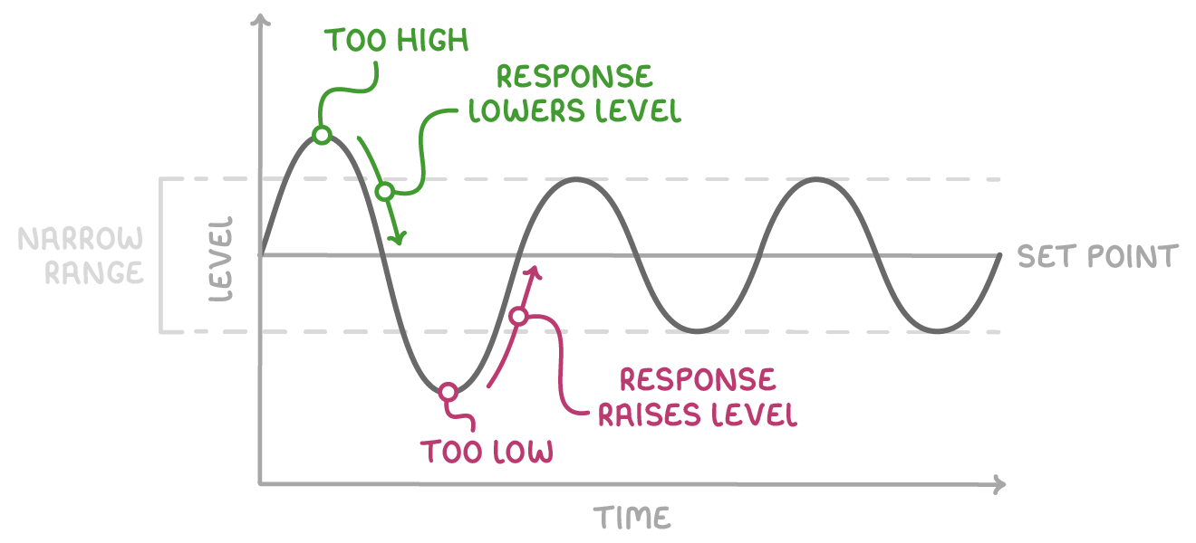 A wavy line of level against time oscillating above and below a horizontal set point line between two dashed limits, labelled narrow range, too high, response lowers level, too low, response raises level and set point.