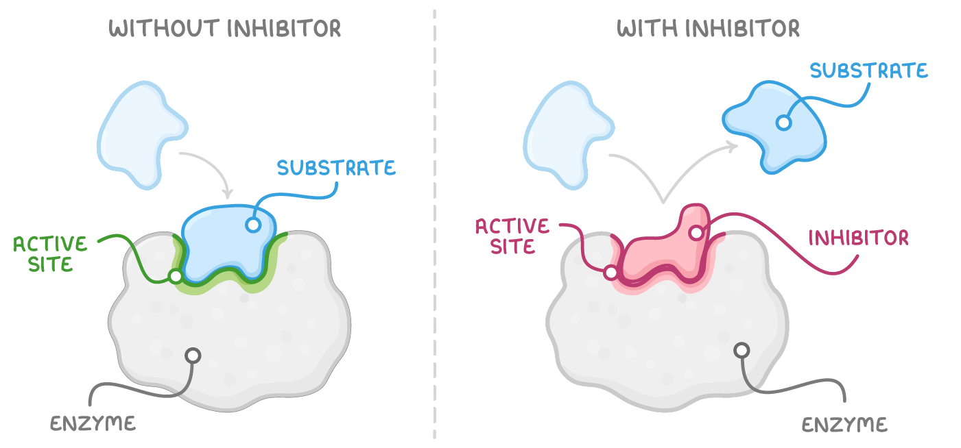 Two panels headed without inhibitor and with inhibitor: on the left a blue substrate fits the enzyme's green active site, on the right a pink inhibitor fills it and the substrate is turned away.