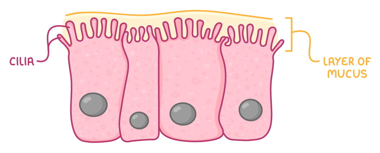 Four tall cells side by side, each with a grey nucleus and a fringe of hair-like projections along its top, labelled cilia and layer of mucus.