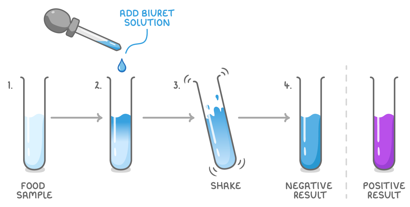 A dropper adds biuret solution to a pale food sample, the tube is shaken, and a blue tube labelled negative result stands beside a purple tube labelled positive result.