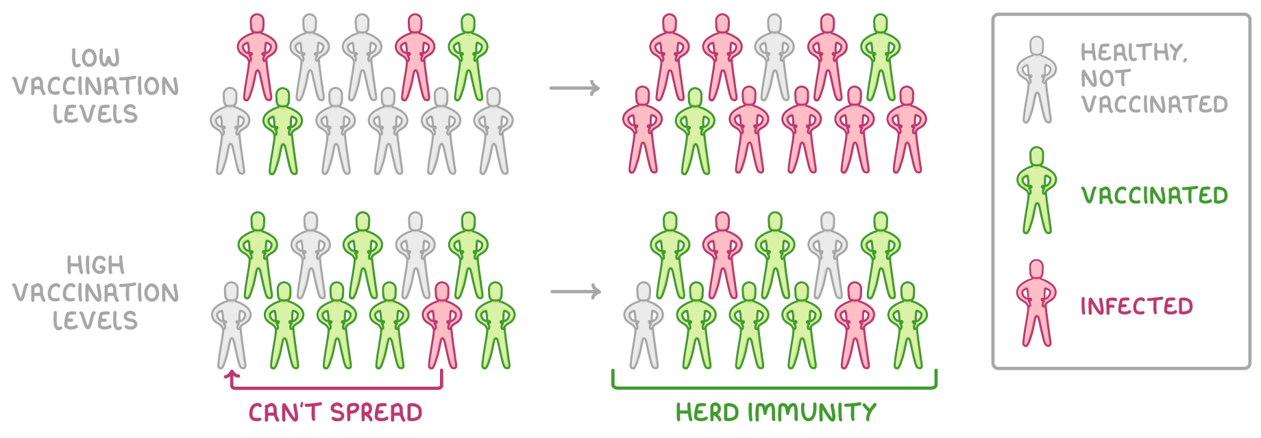 Two grids of people labelled low and high vaccination levels, each with an arrow to a later picture, brackets reading can't spread and herd immunity, and a key for vaccinated, infected and unvaccinated.