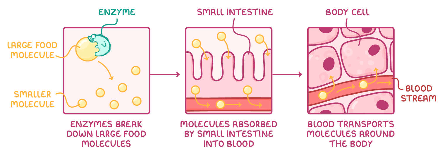 Three panels linked by arrows: an enzyme splits a large food molecule into smaller ones, the molecules cross the small intestine wall into a blood vessel, then blood carries them to body cells.