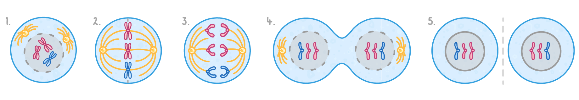 Five numbered cells: X-shaped chromosomes in a dashed nucleus, lined up across the centre on spindle fibres, arms pulled to opposite ends, the cell pinching in two, then two cells with nuclei.