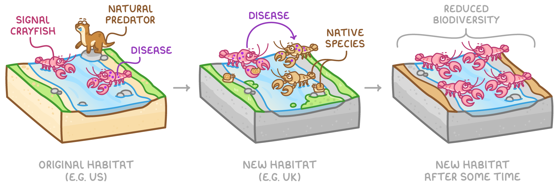 Three river habitat blocks linked by arrows: original habitat with signal crayfish, a natural predator and disease; new habitat where the crayfish pass disease to native species; and, later, reduced biodiversity with crayfish only.