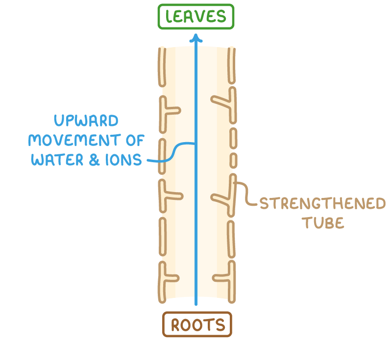 A tall hollow xylem tube between a box labelled roots and one labelled leaves, with a blue arrow up the middle labelled upward movement of water and ions and a wall labelled strengthened tube.