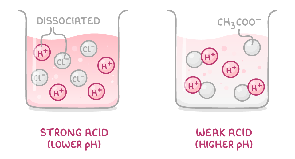 In a beaker labelled strong acid (lower pH), H+ and Cl- ions are all separate, marked dissociated; in one labelled weak acid (higher pH), most H+ ions stay joined, with one CH3COO- ion apart.