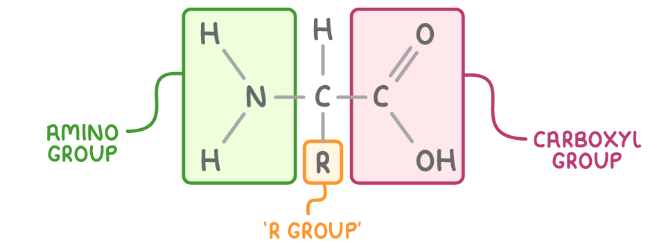 A central carbon joined to H, to R boxed as 'R group', to a nitrogen with two hydrogens boxed as amino group, and to a carbon with O and OH boxed as carboxyl group.