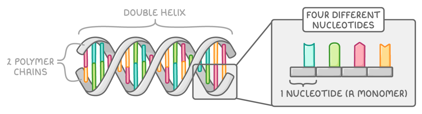 A DNA double helix with coloured rungs between its two ribbons, labelled double helix and 2 polymer chains, beside a box of four coloured blocks labelled four different nucleotides and 1 nucleotide (a monomer).